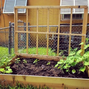 The garden in its beginning stages.